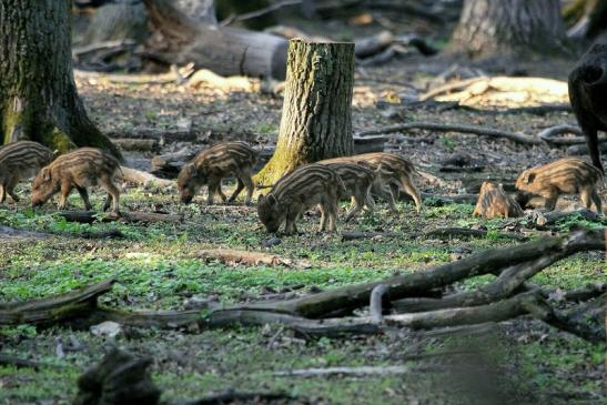 Wildschwein Frischling Alte Fasanerie Klein Auheim 2014