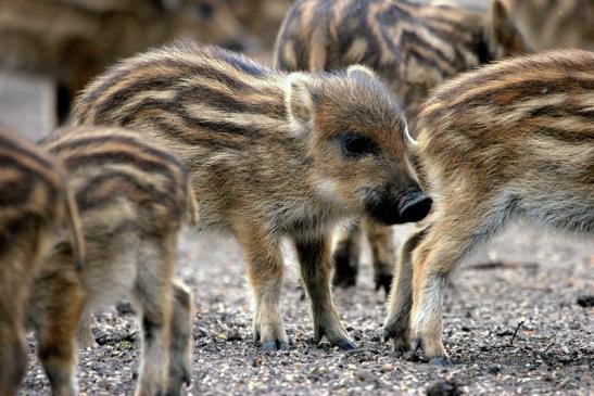 Wildschwein Frischling Alte Fasanerie Klein Auheim 2014