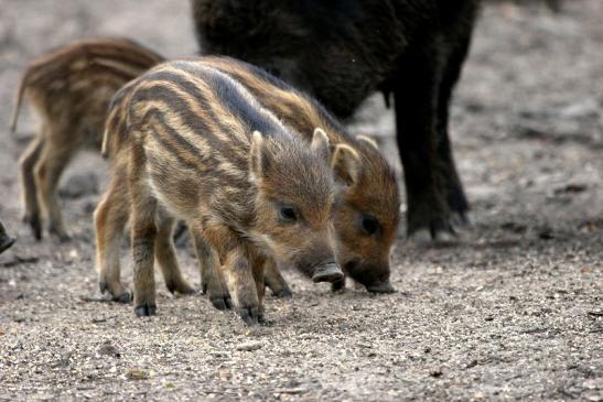 Wildschwein Frischling Alte Fasanerie Klein Auheim 2014