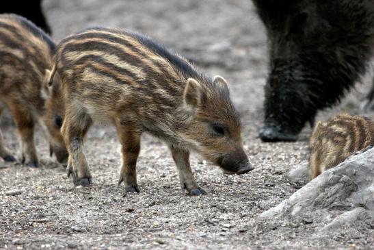 Wildschwein Frischling Alte Fasanerie Klein Auheim 2014