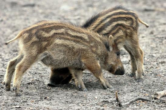 Wildschwein Frischling Alte Fasanerie Klein Auheim 2014