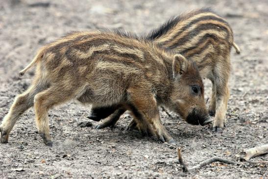 Wildschwein Frischling Alte Fasanerie Klein Auheim 2014