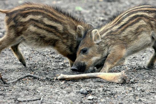 Wildschwein Frischling Alte Fasanerie Klein Auheim 2014