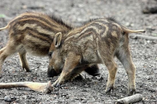 Wildschwein Frischling Alte Fasanerie Klein Auheim 2014