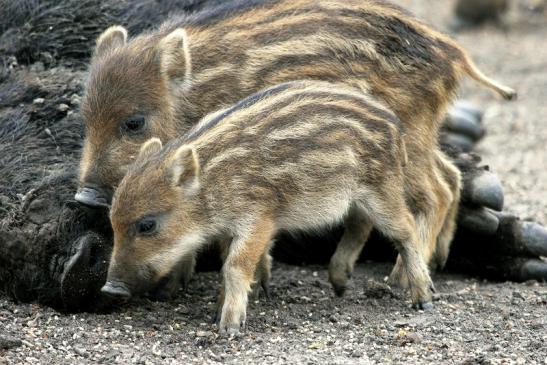 Wildschwein Frischling Alte Fasanerie Klein Auheim 2014