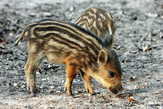 Wildschwein Frischling Alte Fasanerie Klein Auheim 2014