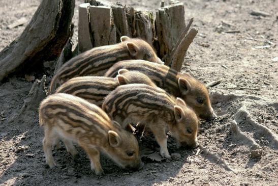 Wildschwein Frischling Alte Fasanerie Klein Auheim 2014