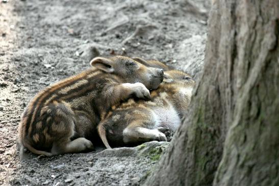 Wildschwein Frischling Alte Fasanerie Klein Auheim 2014