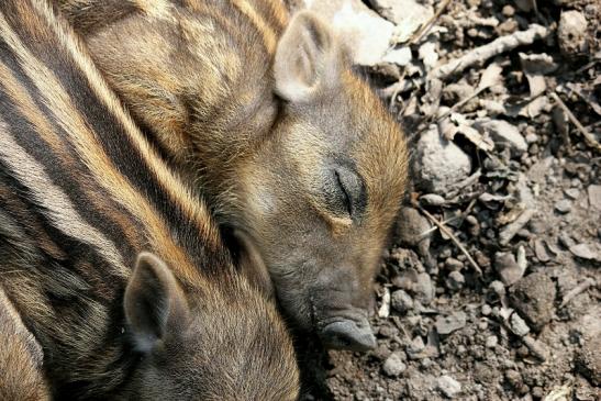 Wildschwein Frischling Alte Fasanerie Klein Auheim 2014