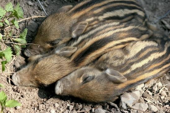 Wildschwein Frischling Alte Fasanerie Klein Auheim 2014