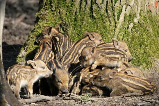 Wildschwein Frischling Wildpark Alte Fasanerie Klein Auheim 2015