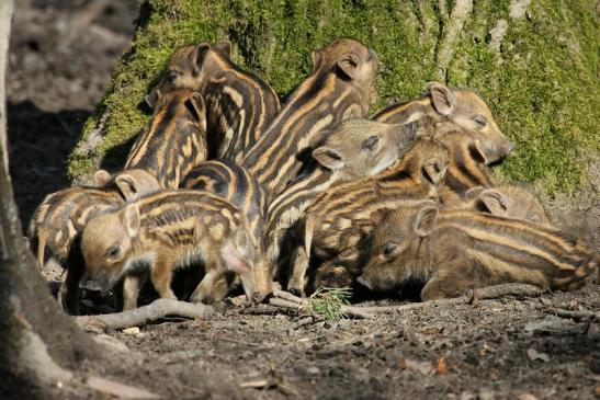 Wildschwein Frischling Wildpark Alte Fasanerie Klein Auheim 2015