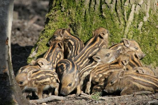 Wildschwein Frischling Wildpark Alte Fasanerie Klein Auheim 2015