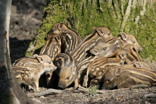 Wildschwein Frischling Wildpark Alte Fasanerie Klein Auheim 2015