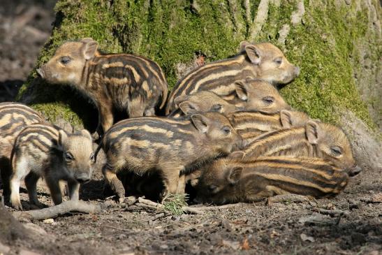 Wildschwein Frischling Wildpark Alte Fasanerie Klein Auheim 2015