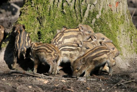 Wildschwein Frischling Wildpark Alte Fasanerie Klein Auheim 2015