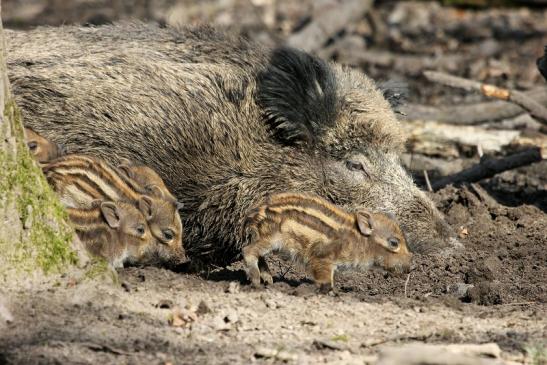 Wildschwein Frischling Wildpark Alte Fasanerie Klein Auheim 2015