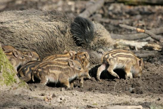 Wildschwein Frischling Wildpark Alte Fasanerie Klein Auheim 2015