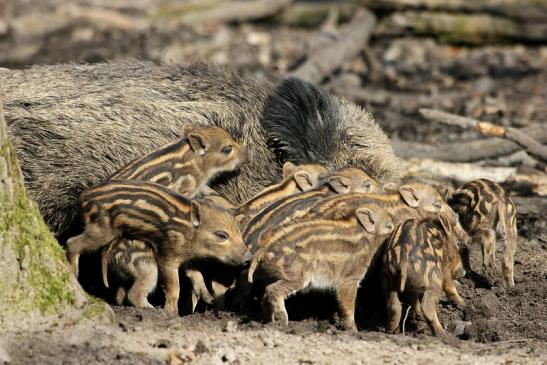 Wildschwein Frischling Wildpark Alte Fasanerie Klein Auheim 2015