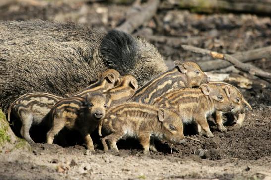 Wildschwein Frischling Wildpark Alte Fasanerie Klein Auheim 2015