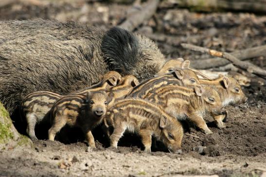 Wildschwein Frischling Wildpark Alte Fasanerie Klein Auheim 2015