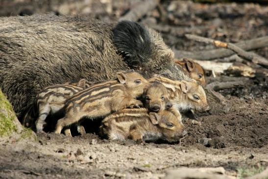 Wildschwein Frischling Wildpark Alte Fasanerie Klein Auheim 2015