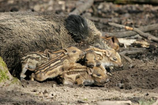 Wildschwein Frischling Wildpark Alte Fasanerie Klein Auheim 2015