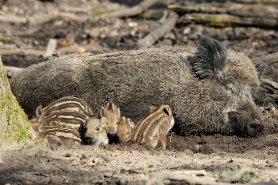 Wildschwein Bache mit Frischling Wildpark Alte Fasanerie Klein Auheim 2015