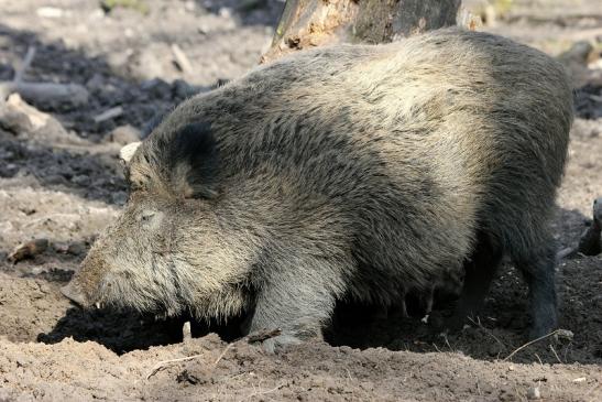 Wildschwein Bache mit Frischling Wildpark Alte Fasanerie Klein Auheim 2015