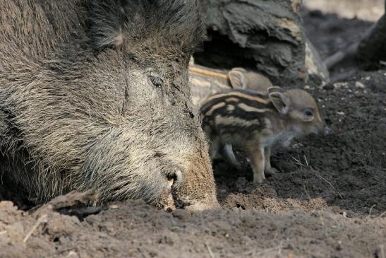 Wildschwein Bache mit Frischling Wildpark Alte Fasanerie Klein Auheim 2015