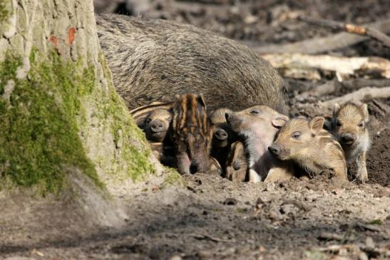 Wildschwein Bache mit Frischling Wildpark Alte Fasanerie Klein Auheim 2015