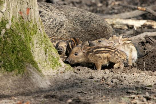 Wildschwein Bache mit Frischling Wildpark Alte Fasanerie Klein Auheim 2015