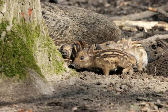 Wildschwein Bache mit Frischling Wildpark Alte Fasanerie Klein Auheim 2015