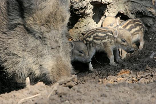 Wildschwein Bache mit Frischling Wildpark Alte Fasanerie Klein Auheim 2015