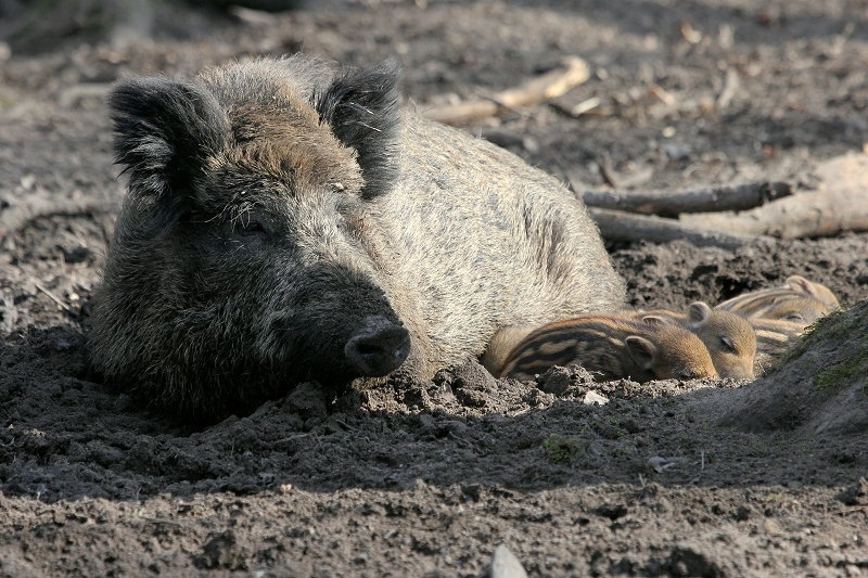 Wildschwein Bache mit Frischling Wildpark Alte Fasanerie Klein Auheim 2015