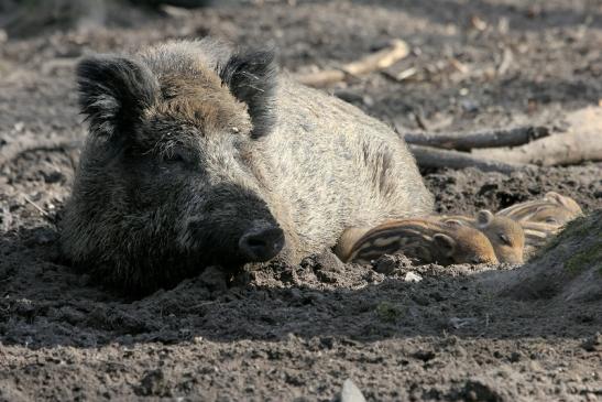 Wildschwein Bache mit Frischling Wildpark Alte Fasanerie Klein Auheim 2015