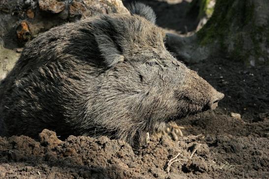 Wildschwein Bache mit Frischling Wildpark Alte Fasanerie Klein Auheim 2015