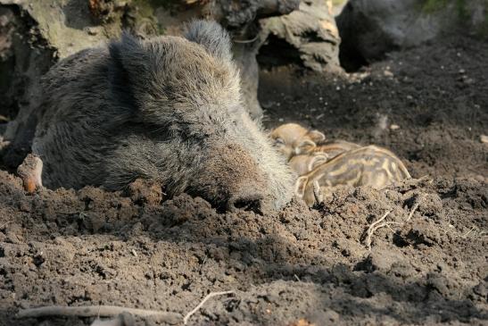 Wildschwein Bache mit Frischling Wildpark Alte Fasanerie Klein Auheim 2015