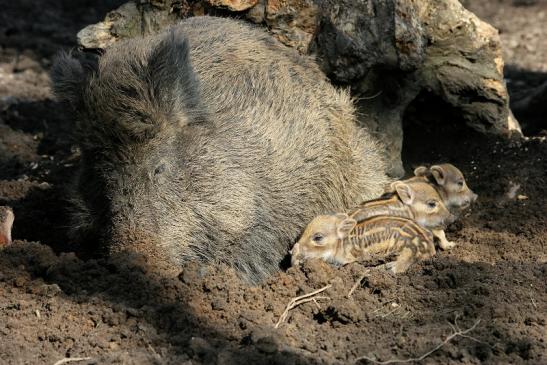 Wildschwein Bache mit Frischling Wildpark Alte Fasanerie Klein Auheim 2015