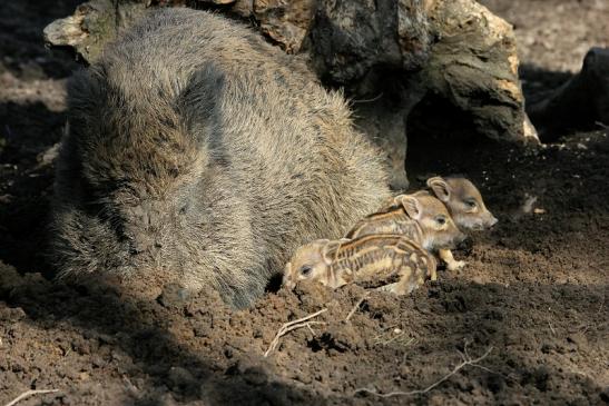 Wildschwein Bache mit Frischling Wildpark Alte Fasanerie Klein Auheim 2015