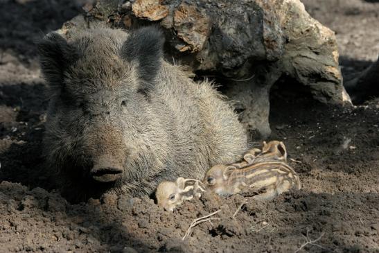 Wildschwein Bache mit Frischling Wildpark Alte Fasanerie Klein Auheim 2015