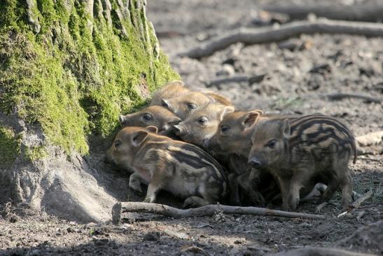 Wildschwein Frischling Wildpark Alte Fasanerie Klein Auheim 2015