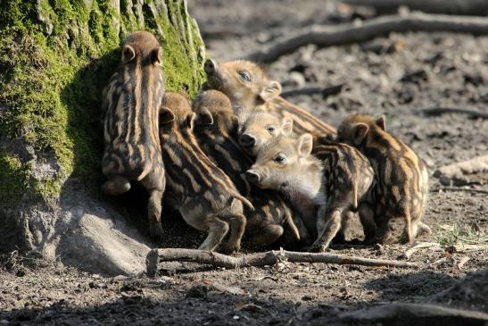 Wildschwein Frischling Wildpark Alte Fasanerie Klein Auheim 2015