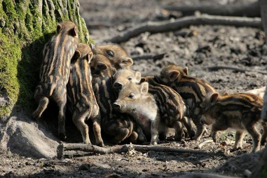 Wildschwein Frischling Wildpark Alte Fasanerie Klein Auheim 2015