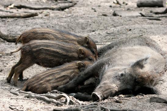 Wildschwein Bache mit Frischling Wildpark Alte Fasanerie Klein Auheim 2015