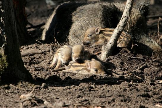 Wildschwein Frischling Wildpark Alte Fasanerie Klein Auheim 2015