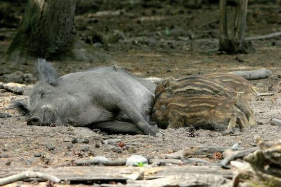 Wildschwein Bache mit Frischling Wildpark Alte Fasanerie Klein Auheim 2015