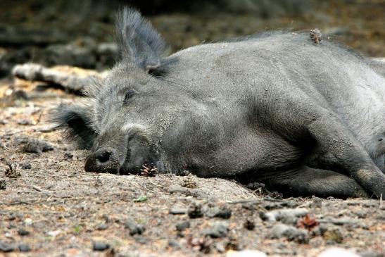 Wildschwein Bache mit Frischling Wildpark Alte Fasanerie Klein Auheim 2015