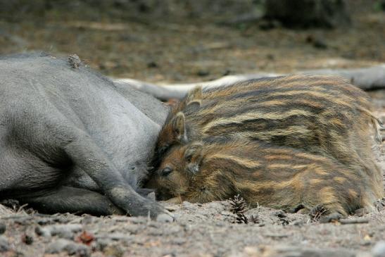 Wildschwein Bache mit Frischling Wildpark Alte Fasanerie Klein Auheim 2015