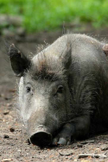 Wildschwein Wildpark Alte Fasanerie Klein Auheim 2015